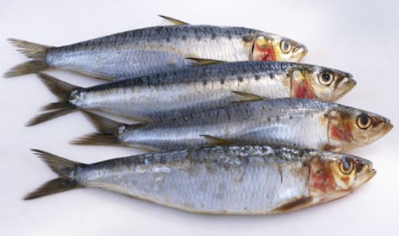 Konsumsi Ikan Sarden Ada Manfaat untuk Tubuh dan Otak